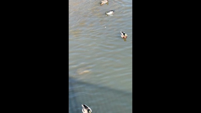 Common Goldeneye - ML648839820