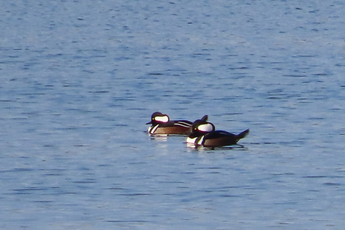 morčák chocholatý - ML648839925