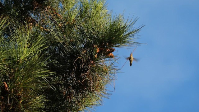Anna's Hummingbird - ML648839962