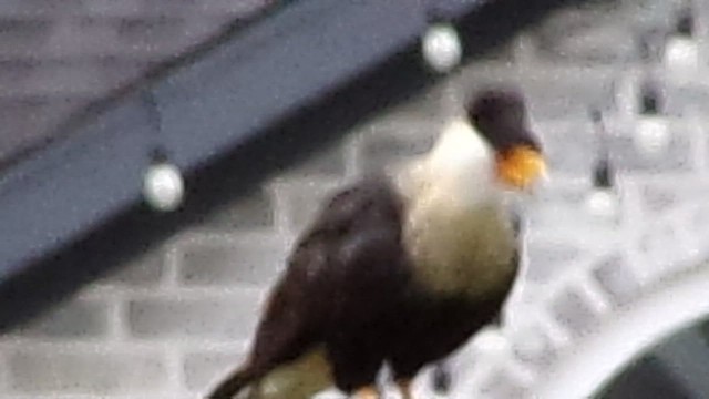 Crested Caracara - ML648840216