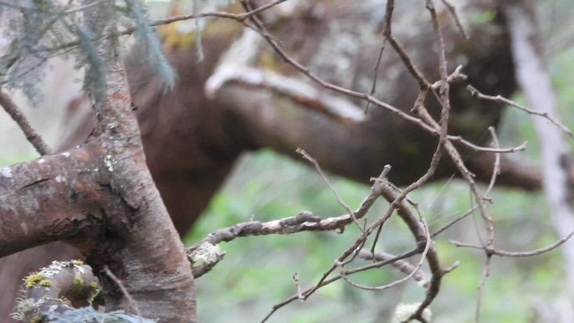 Тасманийская дриада - ML648840227