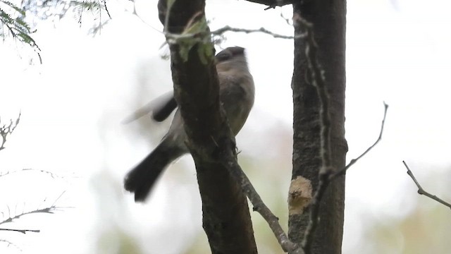 Тасманийская дриада - ML648840228