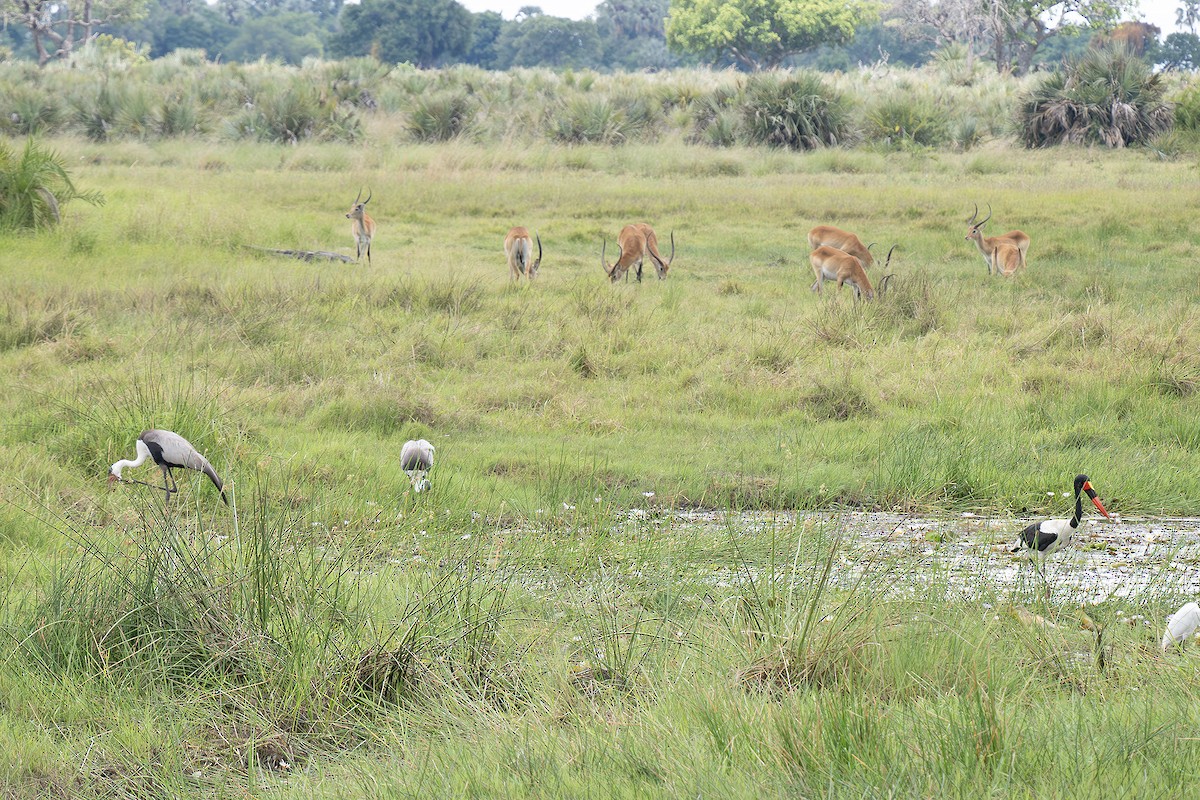 Grue caronculée - ML648840359