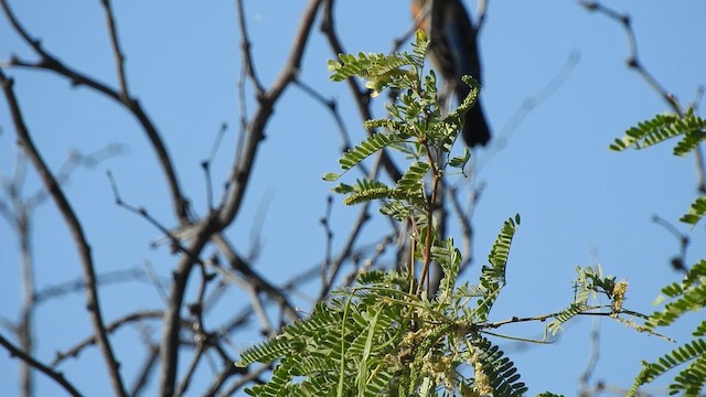 Varied Bunting - ML648840562