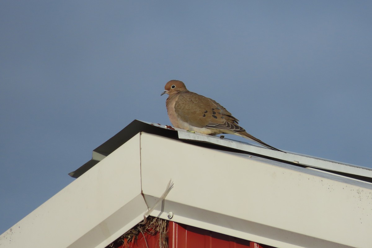 hrdlička karolínská - ML648840602