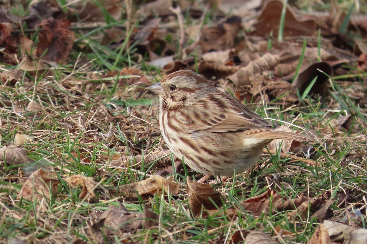 strnadec zpěvný - ML648840630