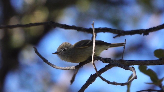 Hammond's Flycatcher - ML648840642
