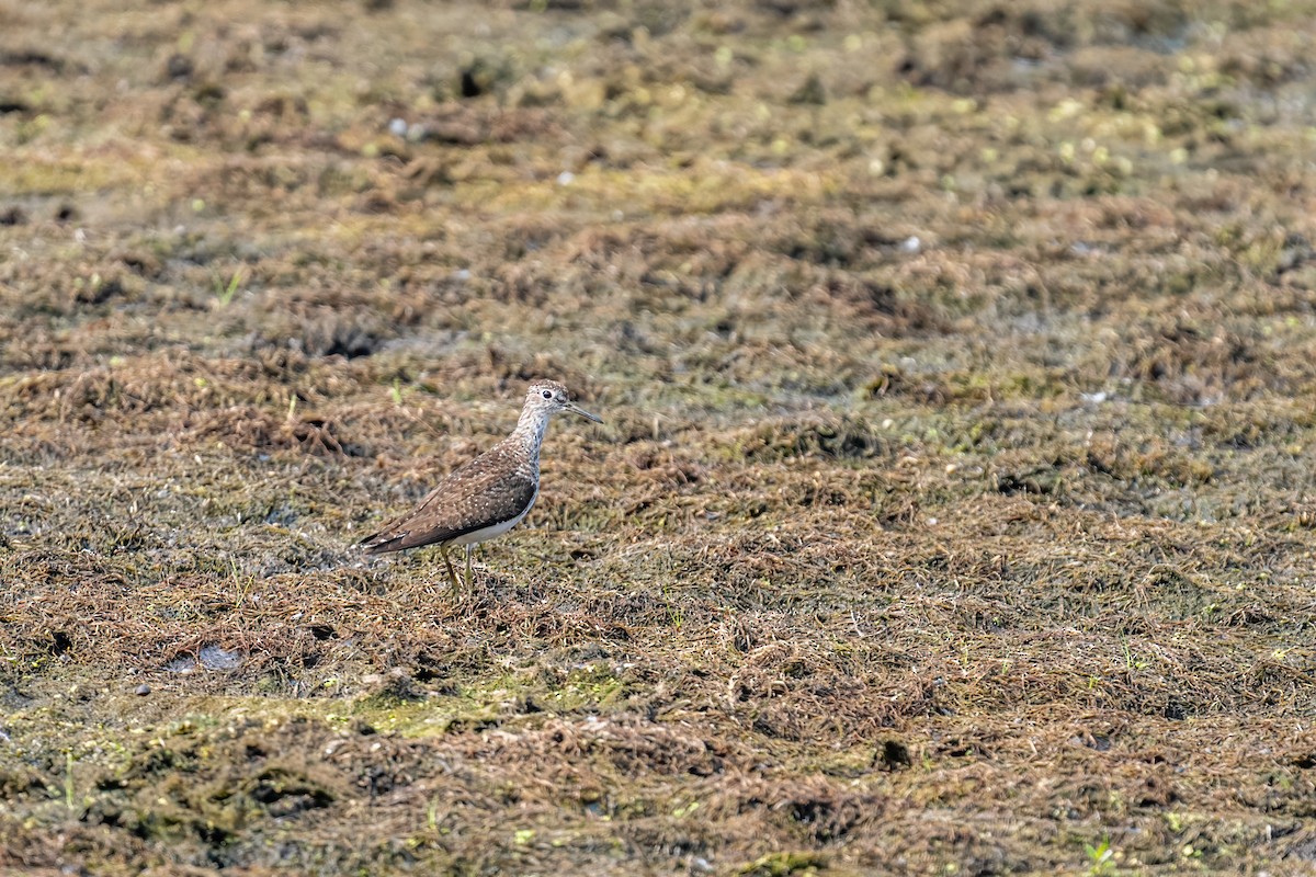 Chevalier solitaire - ML648840737