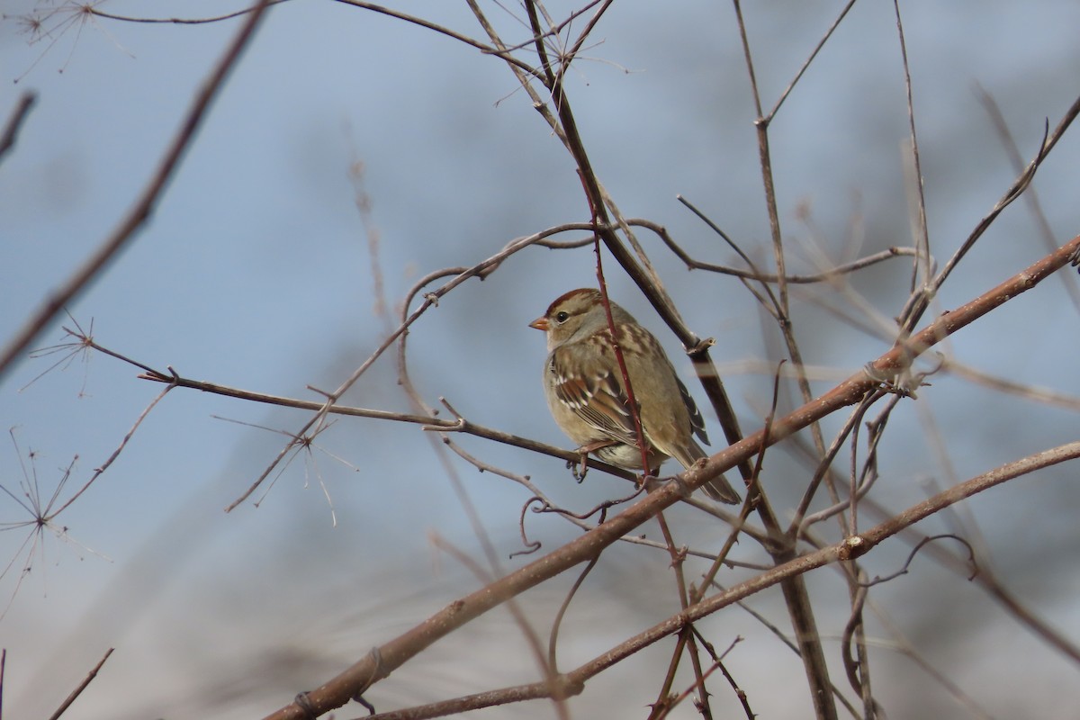 strnadec bělopásý - ML648840741