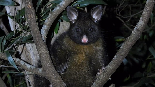 Animals - ML648840806