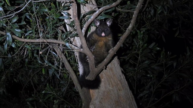 Animals - ML648840809