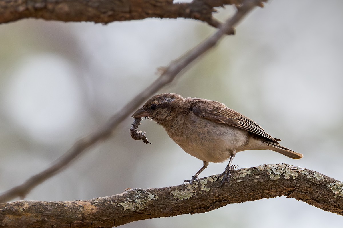 Moineau bridé - ML648841008