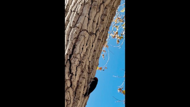 Acorn Woodpecker - ML648841012