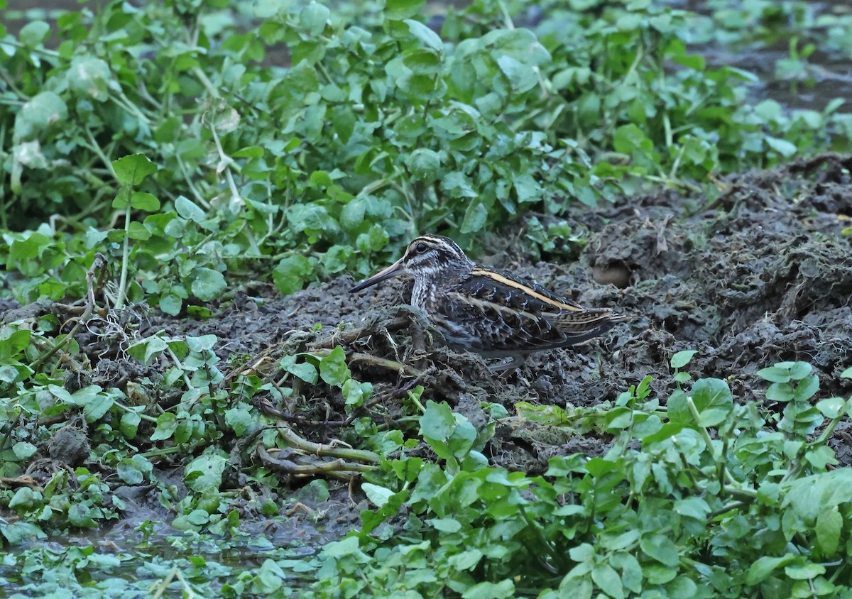 kvartbekkasin - ML648841018