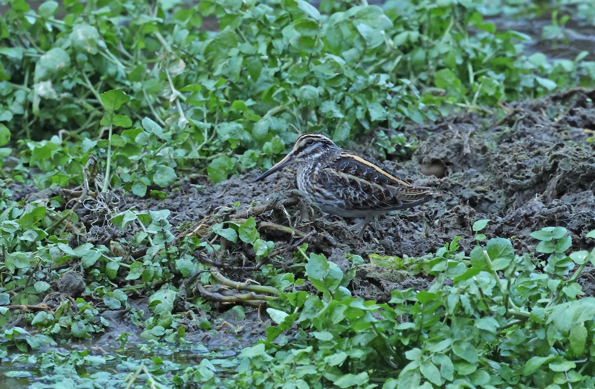 kvartbekkasin - ML648841019