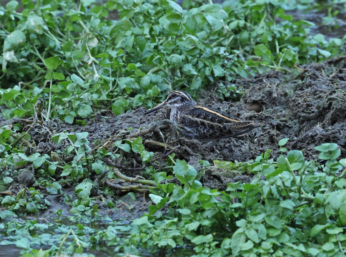 kvartbekkasin - ML648841020