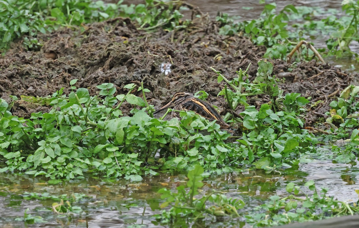 kvartbekkasin - ML648841021