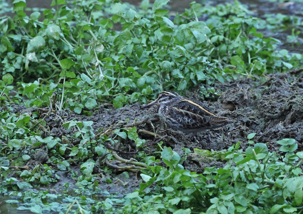 kvartbekkasin - ML648841022