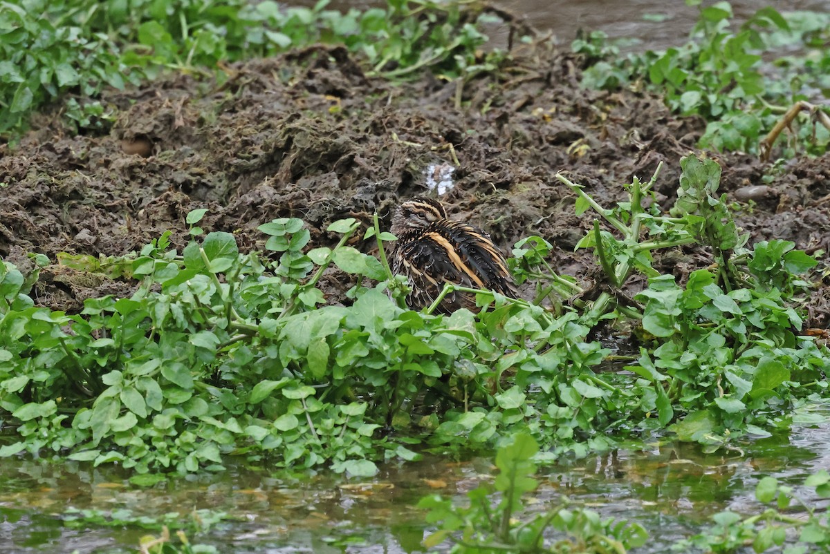 kvartbekkasin - ML648841023