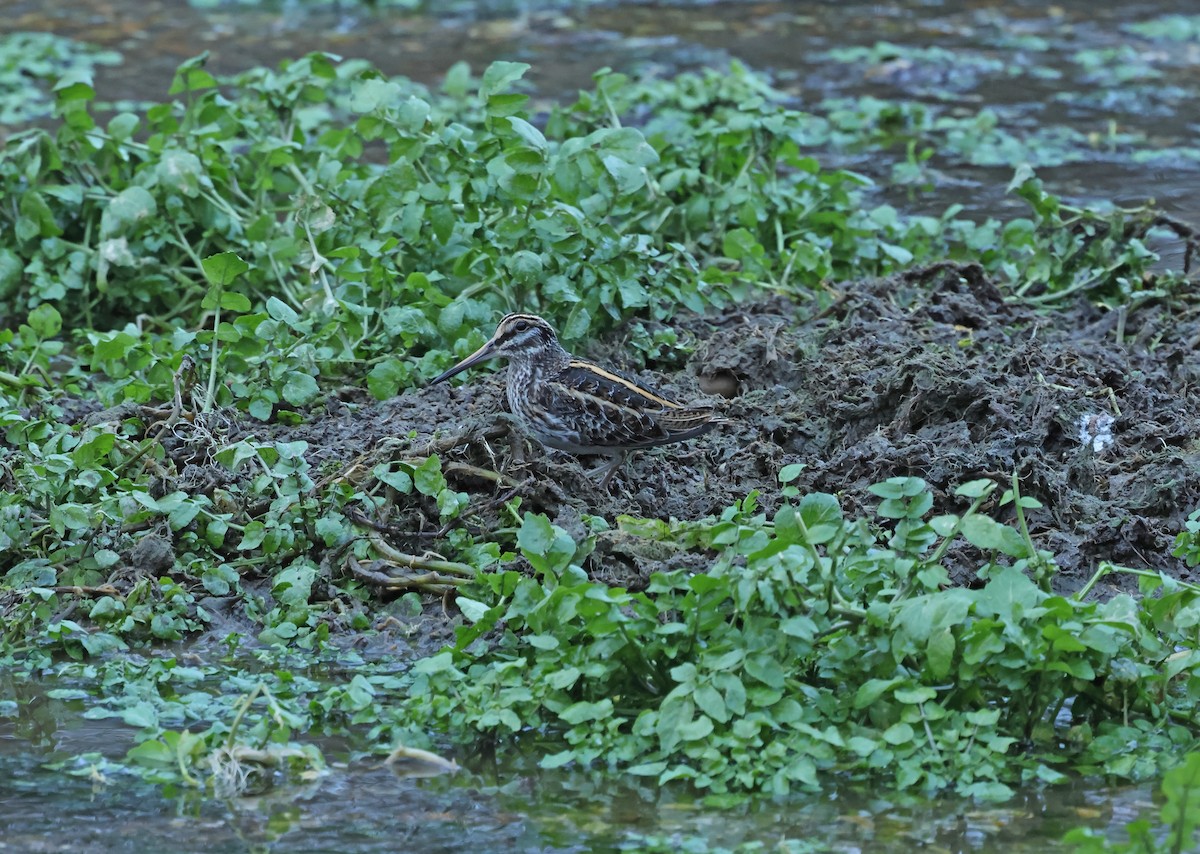 kvartbekkasin - ML648841024