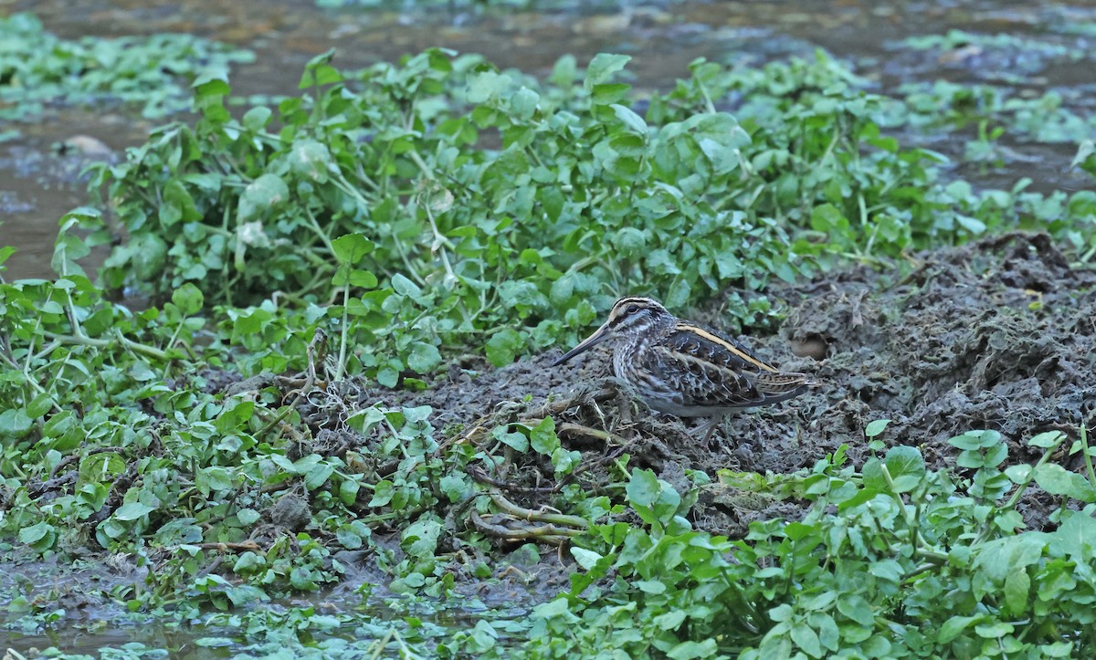 kvartbekkasin - ML648841025