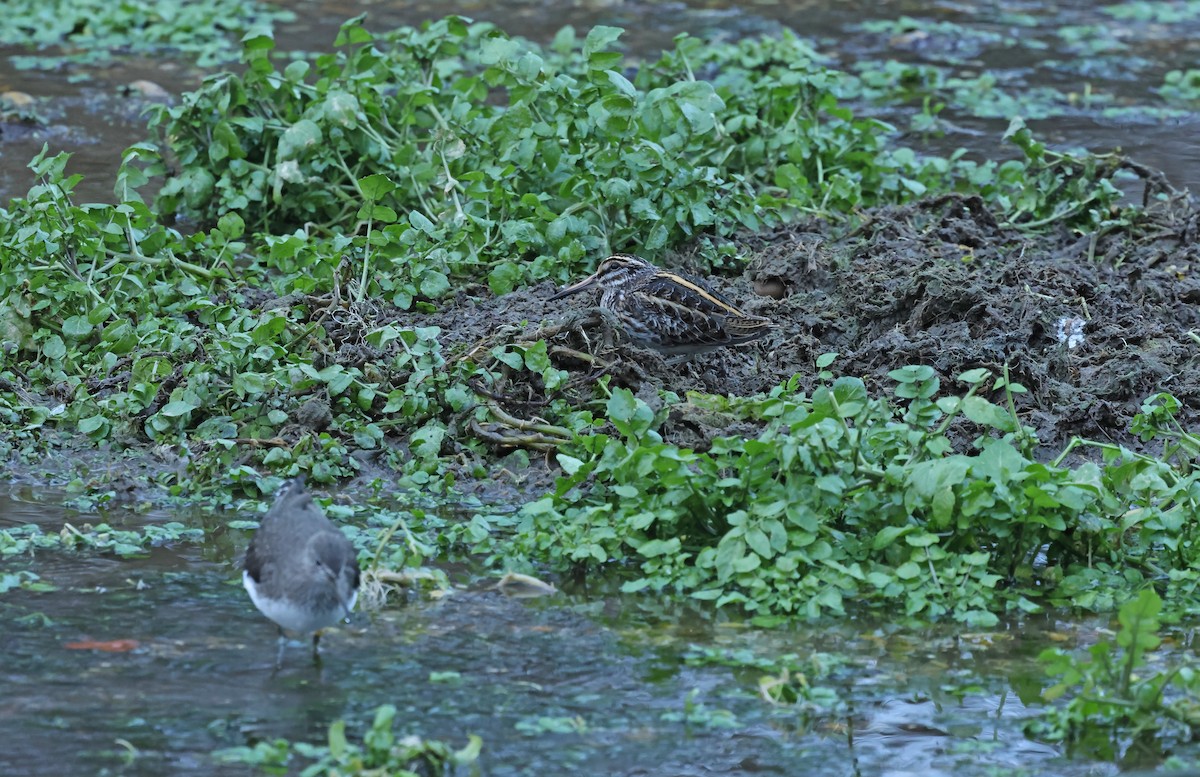 kvartbekkasin - ML648841027