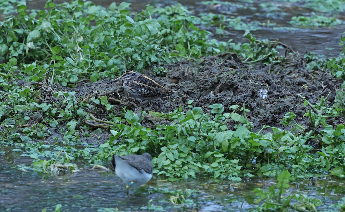 kvartbekkasin - ML648841028