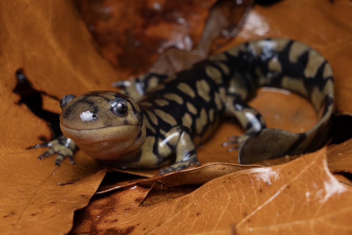 Eastern Tiger Salamander - ML648841343