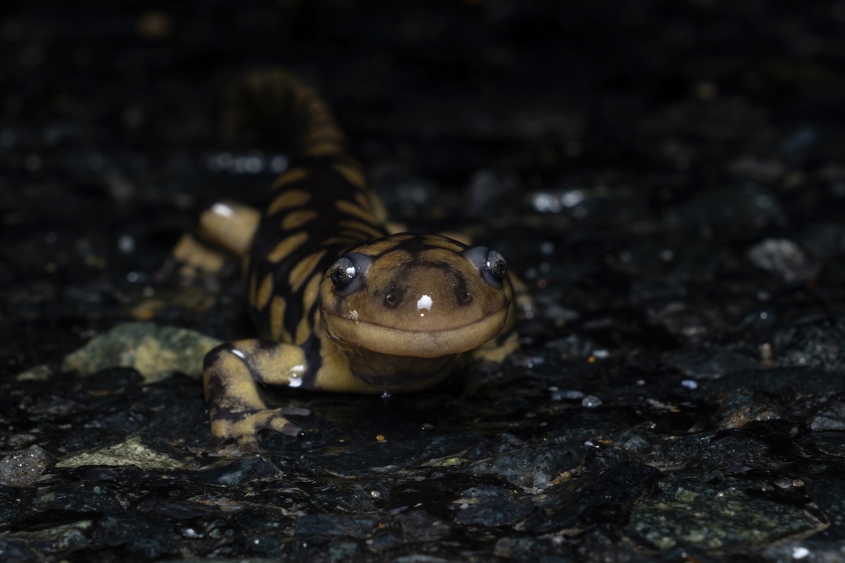 Eastern Tiger Salamander - ML648841344