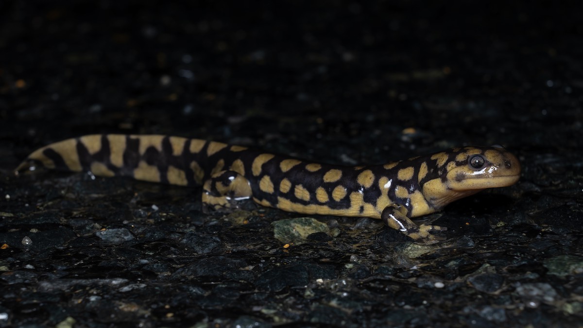 Eastern Tiger Salamander - ML648841345