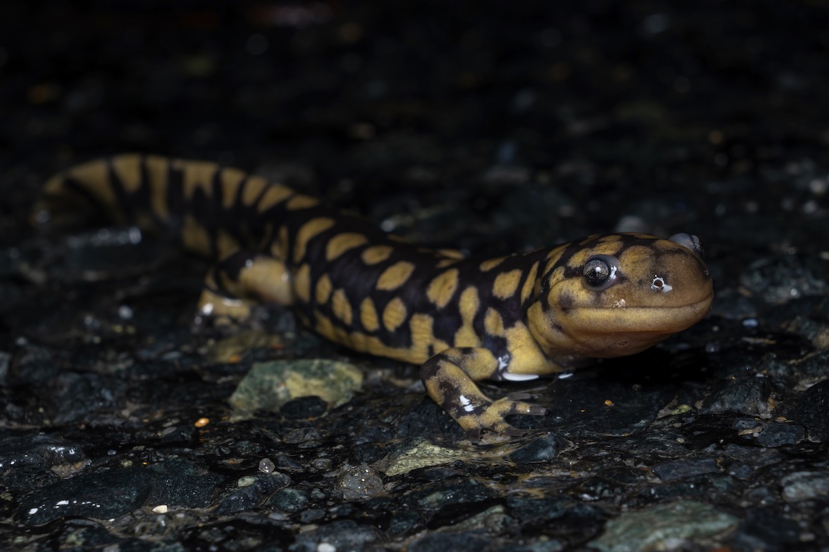Eastern Tiger Salamander - ML648841346