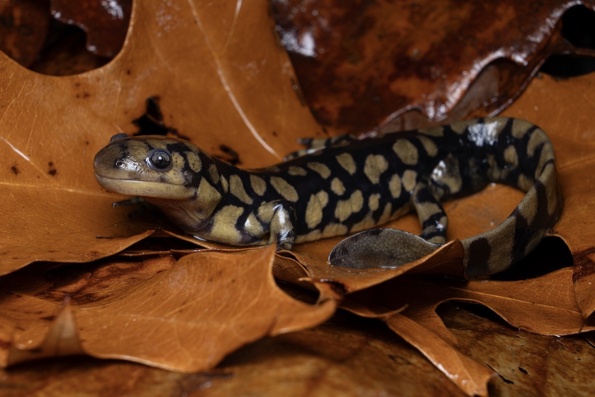 Eastern Tiger Salamander - ML648841347