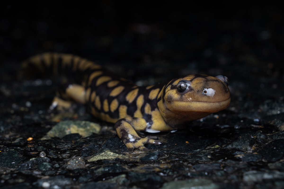 Eastern Tiger Salamander - ML648841348