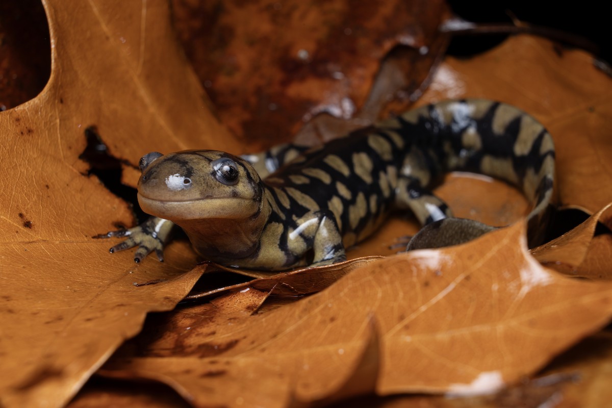 Eastern Tiger Salamander - ML648841349