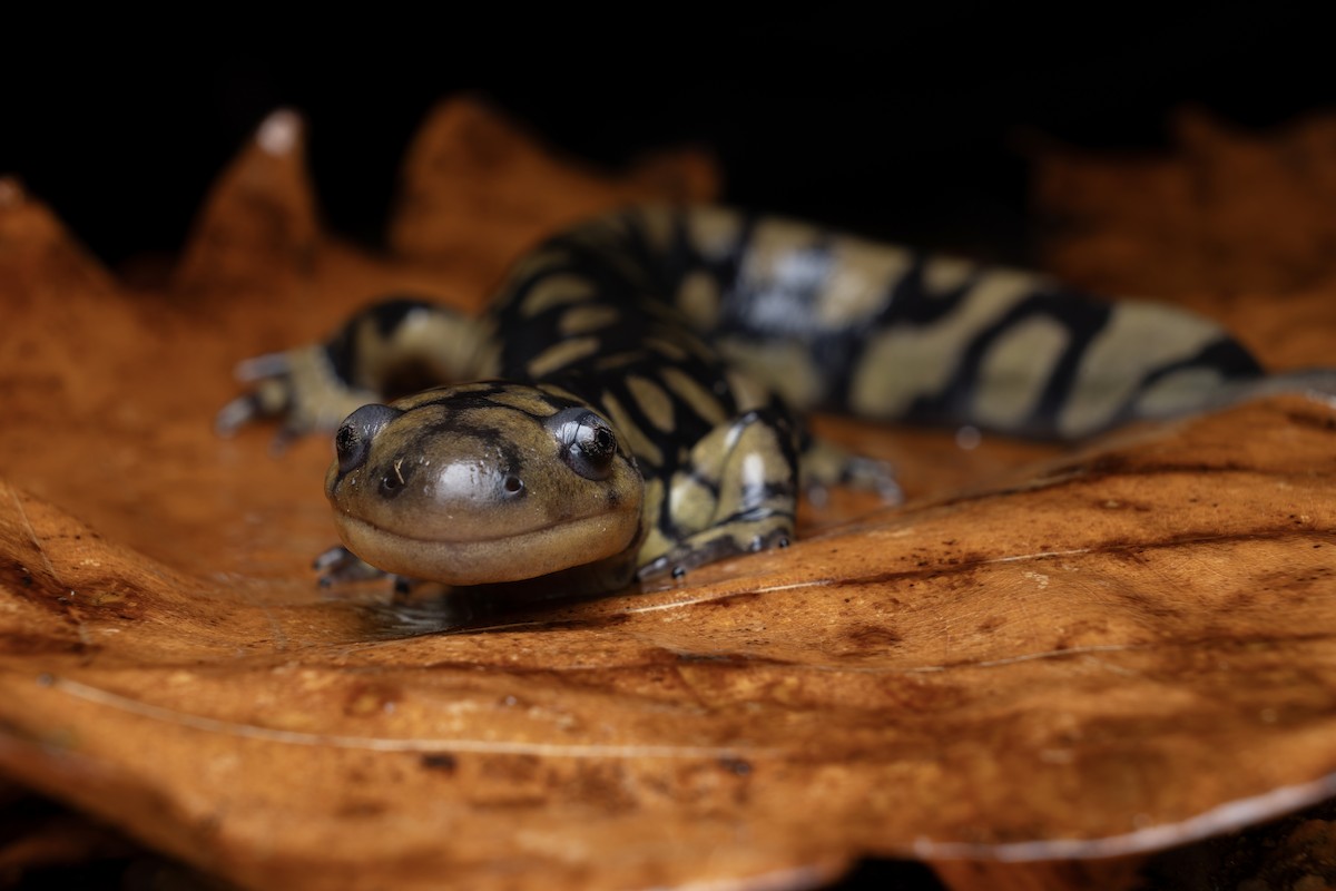 Eastern Tiger Salamander - ML648841351