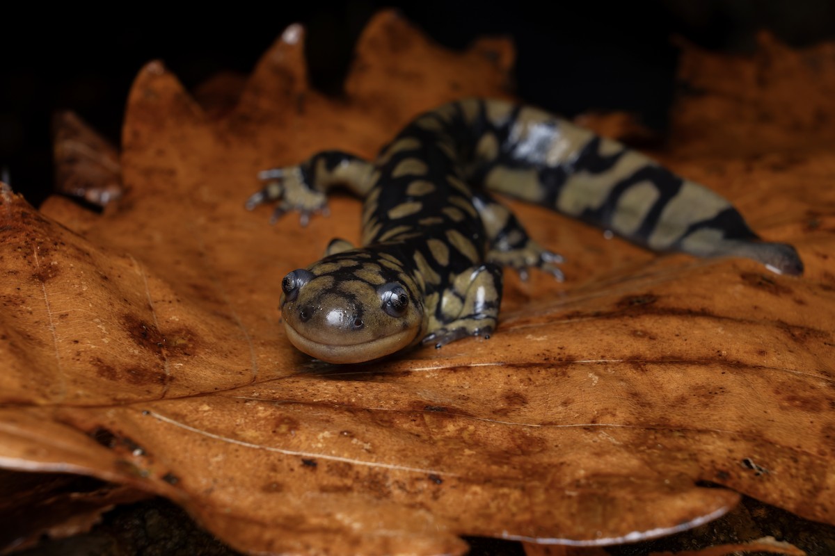 Eastern Tiger Salamander - ML648841353