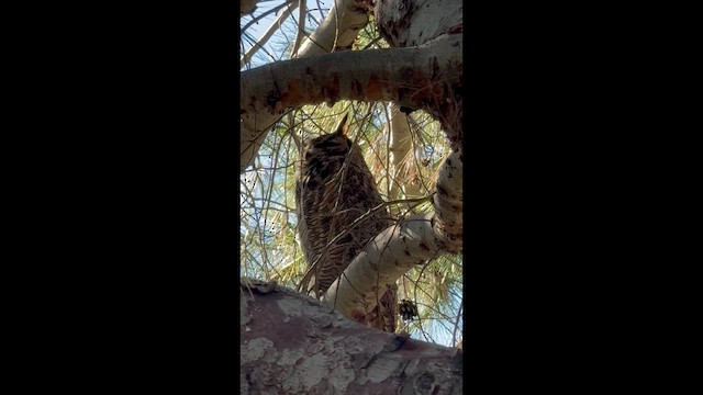 Great Horned Owl - ML648841569
