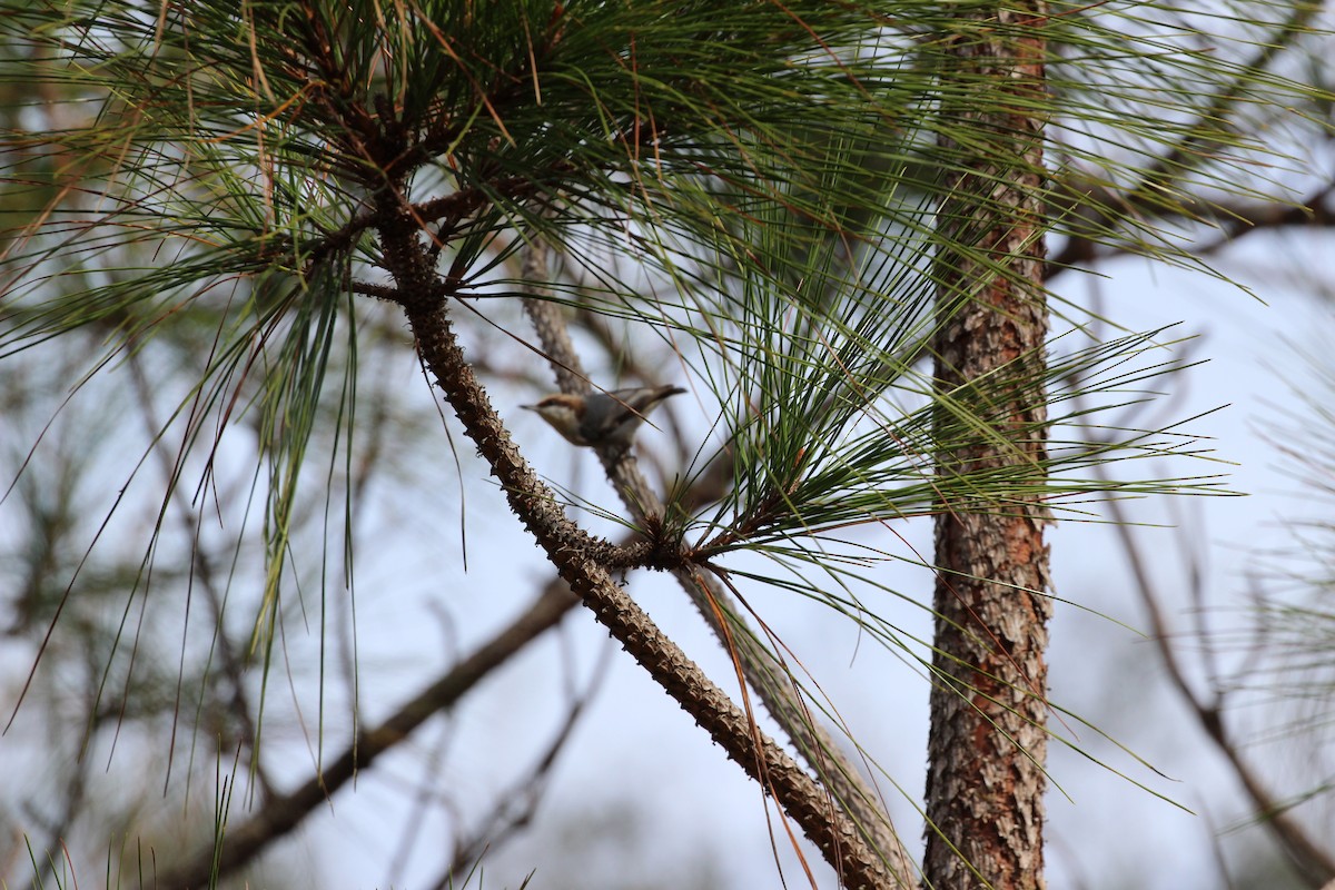 Boz Başlı Sıvacı - ML648841638