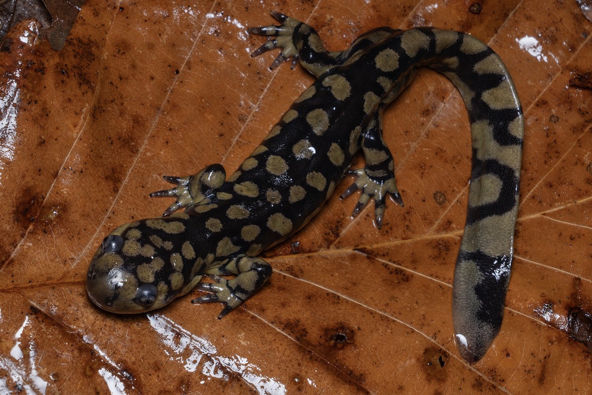 Eastern Tiger Salamander - ML648841660