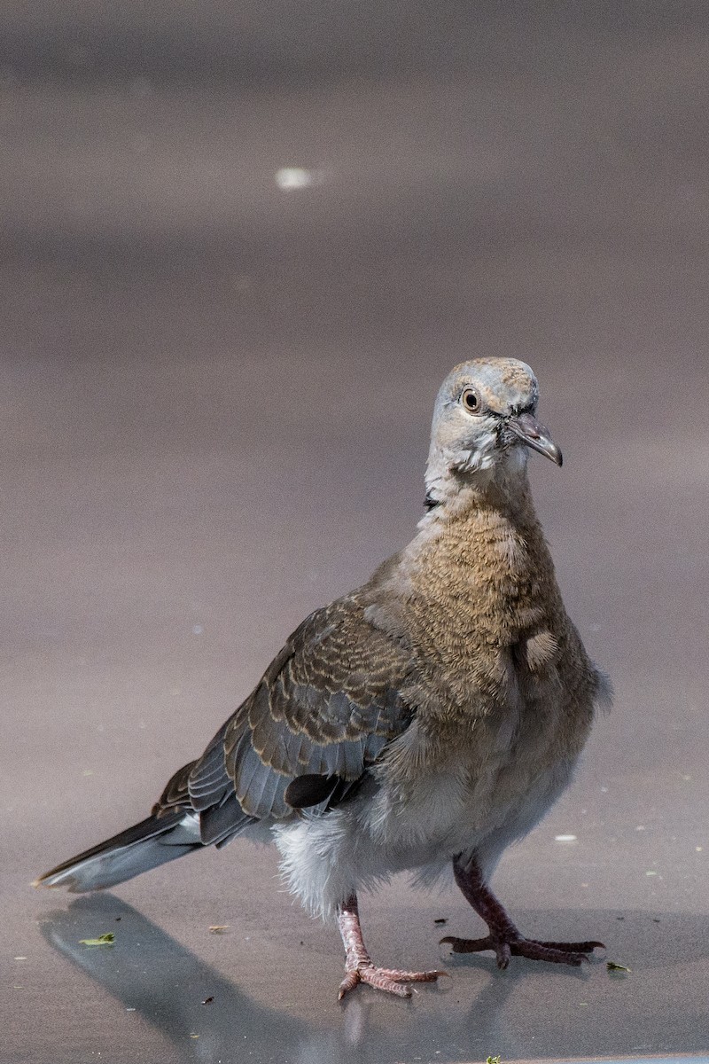 Mourning Collared-Dove - ML648842045