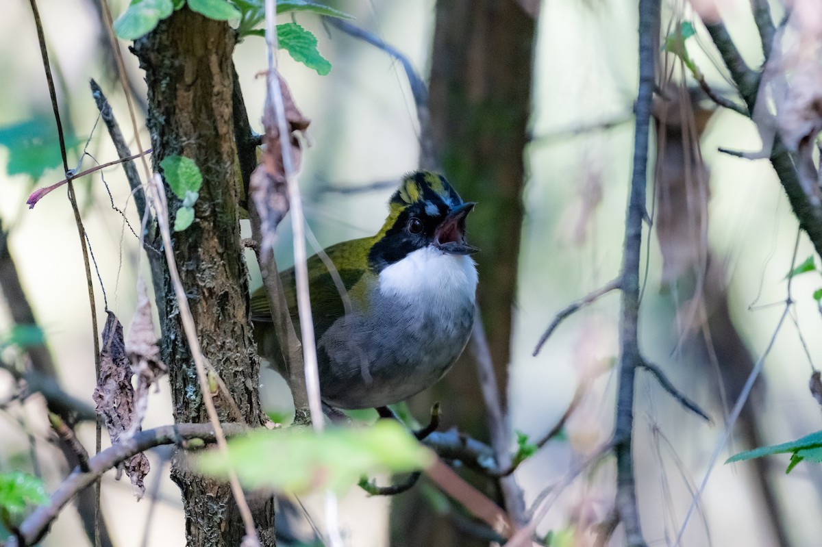 Green-striped Brushfinch - ML648842147