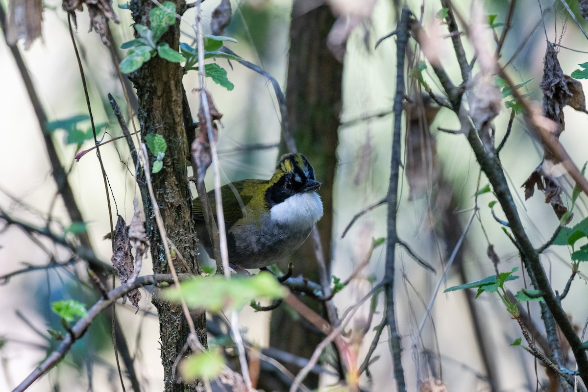 Green-striped Brushfinch - ML648842149