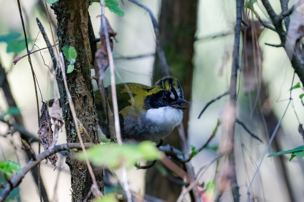 Green-striped Brushfinch - ML648842150
