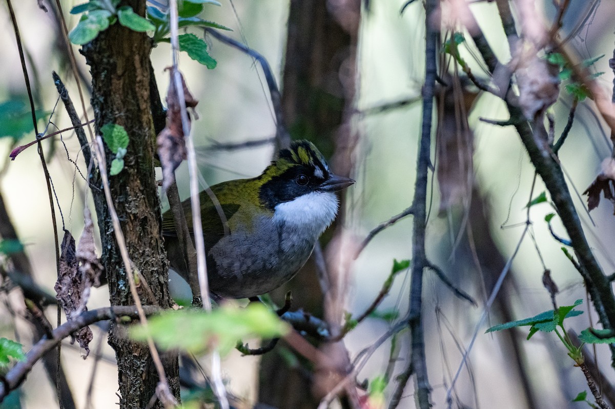 Green-striped Brushfinch - ML648842151