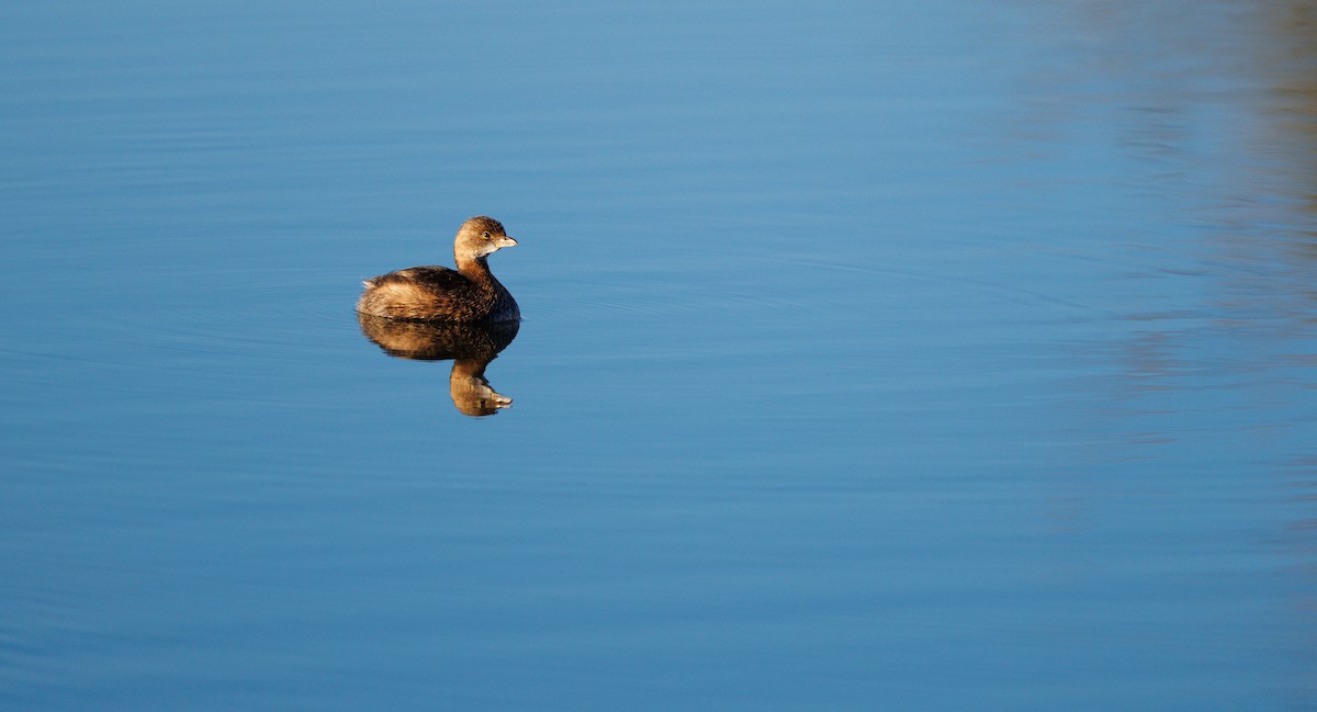 Pied-billed Grebe - ML648842154