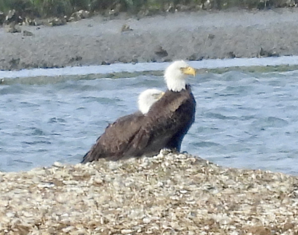 Bald Eagle - ML648842159