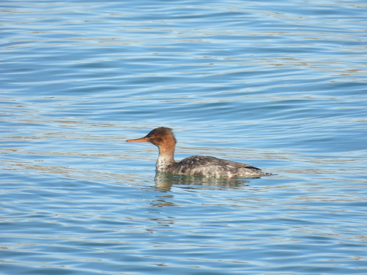 Smergo minore - ML648842160