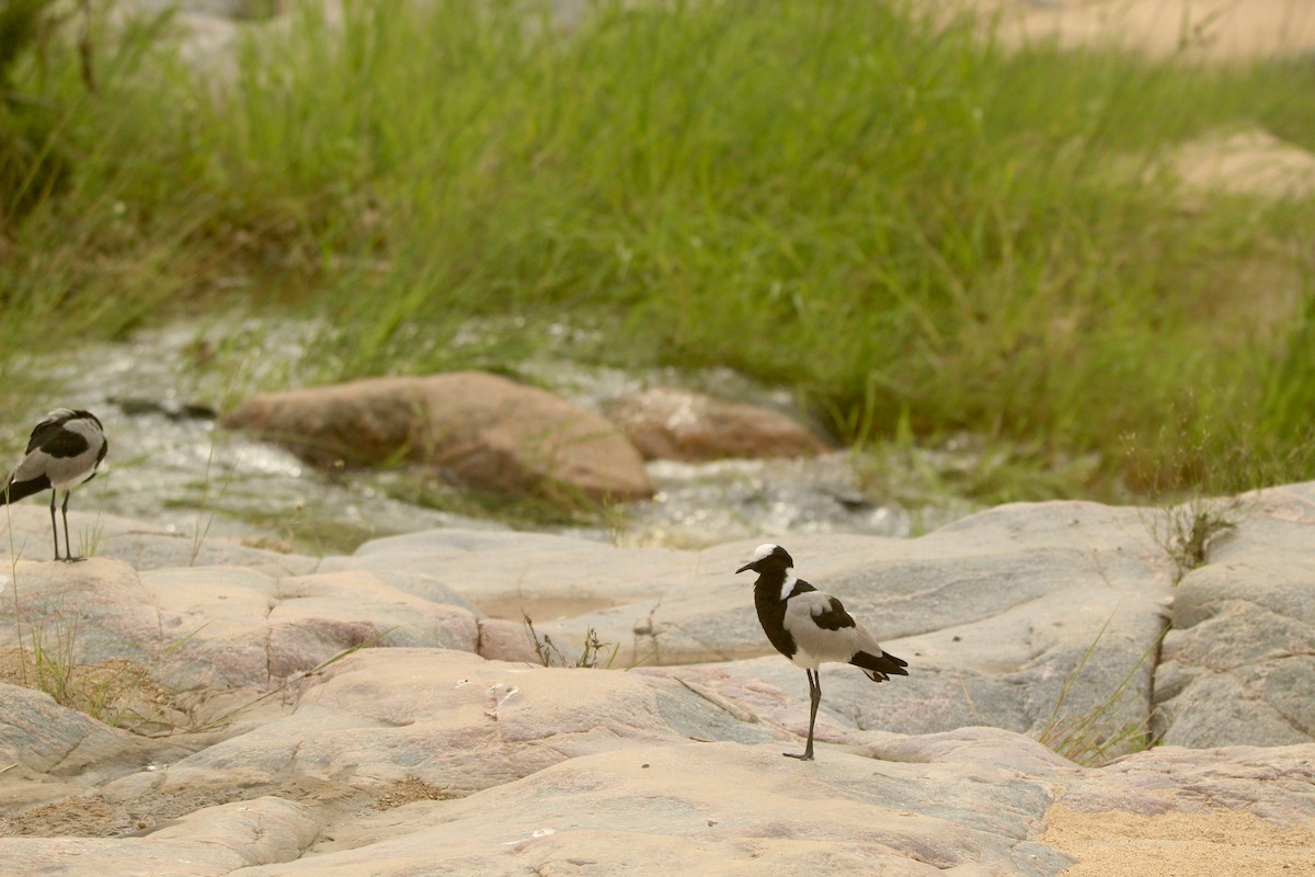 Blacksmith Lapwing - ML648842163