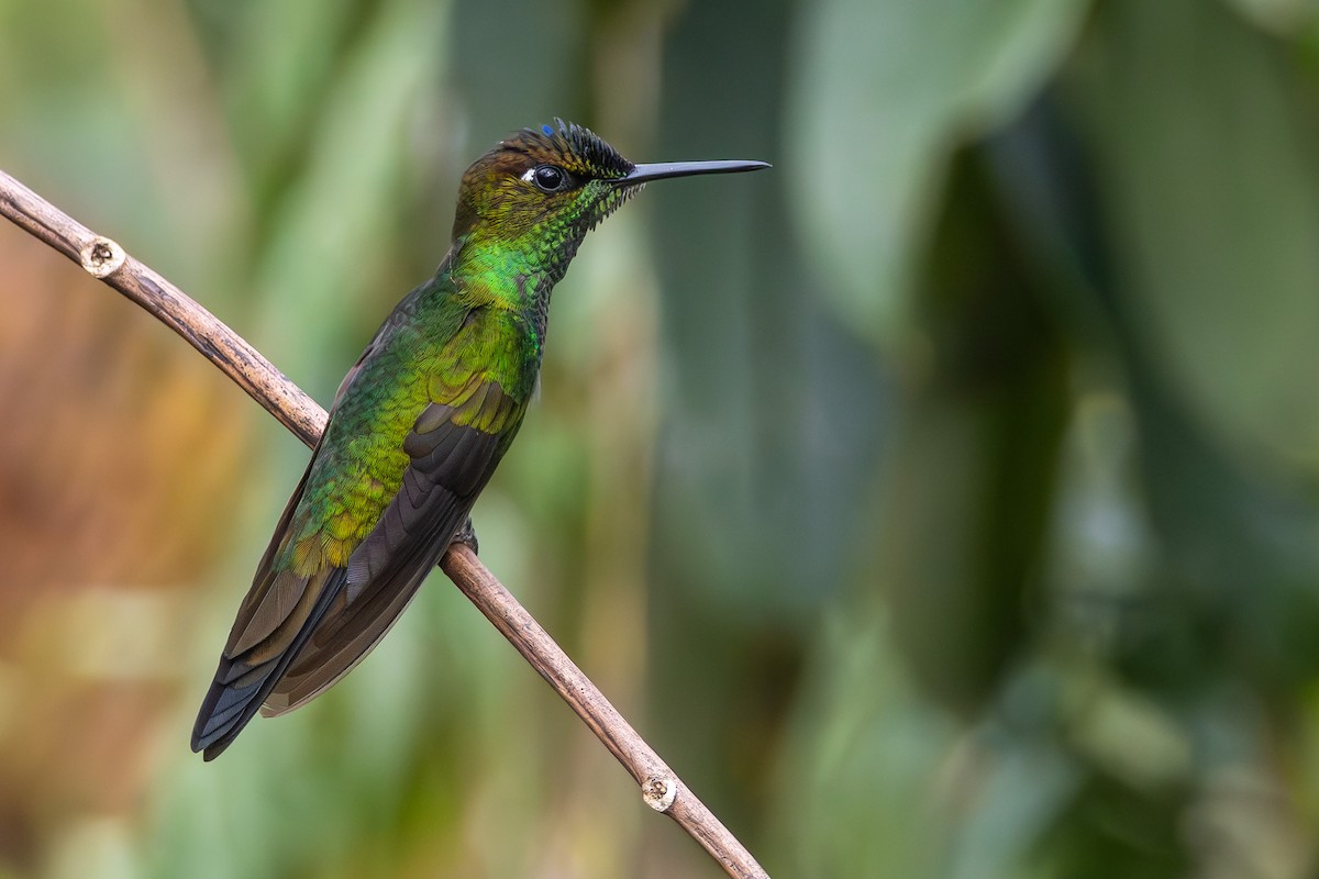 Violet-fronted Brilliant - ML648842168