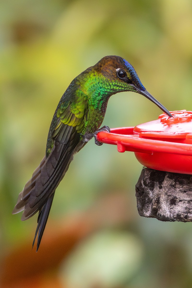 Violet-fronted Brilliant - ML648842169